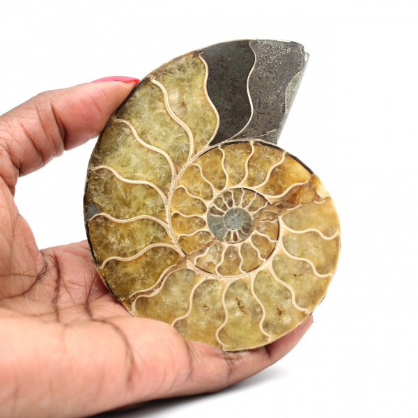 Ammonite