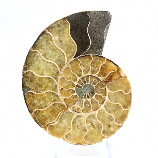 Ammonite