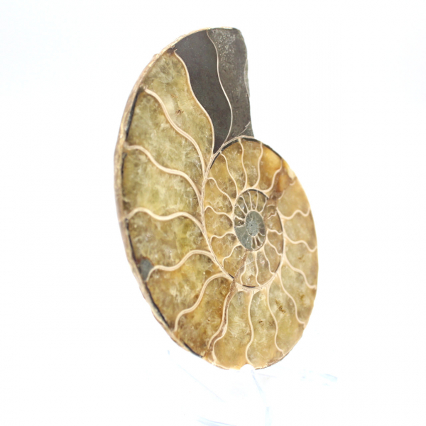 Ammonite