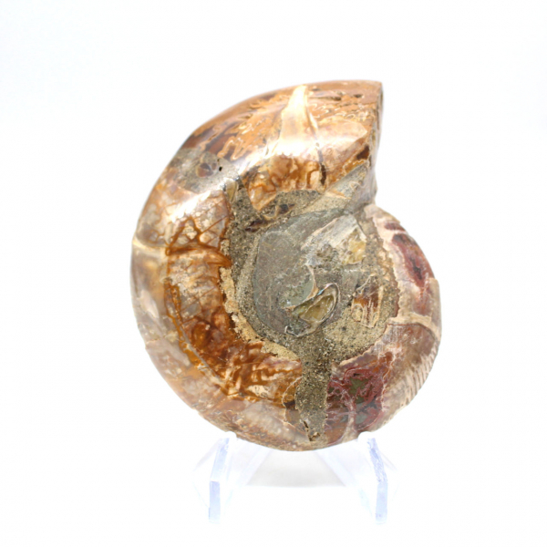 Ammonite sciée polie