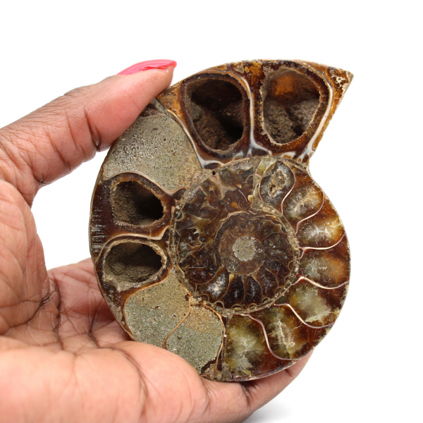 Ammonite fossilisée polie