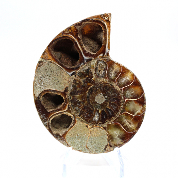 Ammonite fossilisée polie