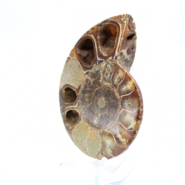 Ammonite fossilisée polie