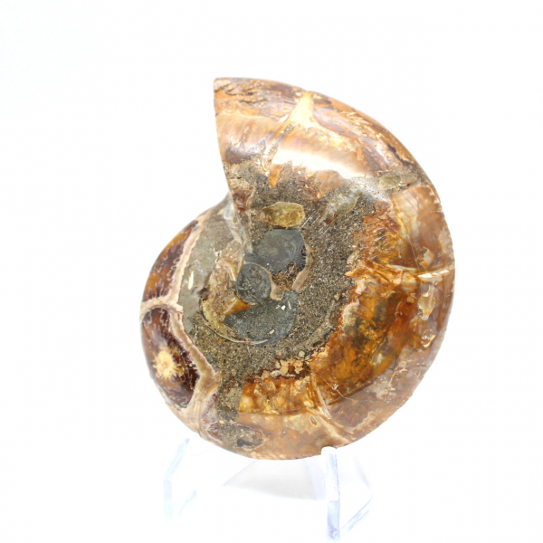 Ammonite fossilisée polie