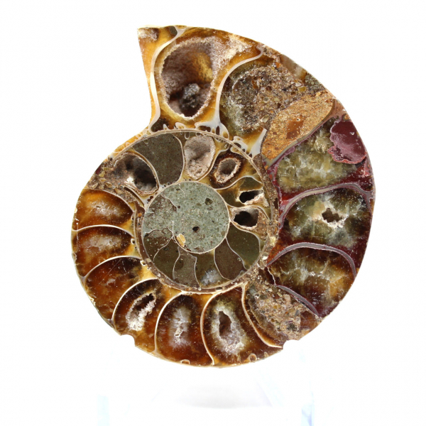 Ammonite fossile de Madagascar