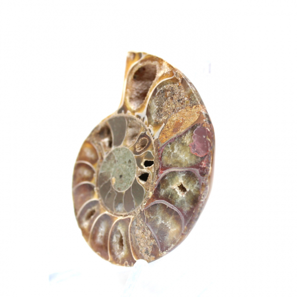 Ammonite fossile de Madagascar