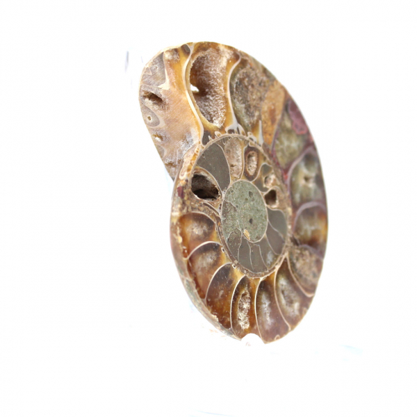 Ammonite fossile de Madagascar