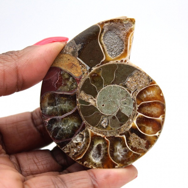 Fossile d'ammonite une pièce