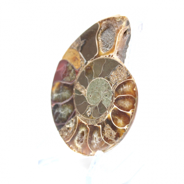 Fossile d'ammonite une pièce