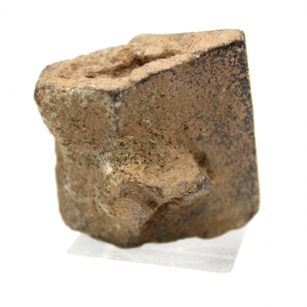 Staurotide de Bretagne 