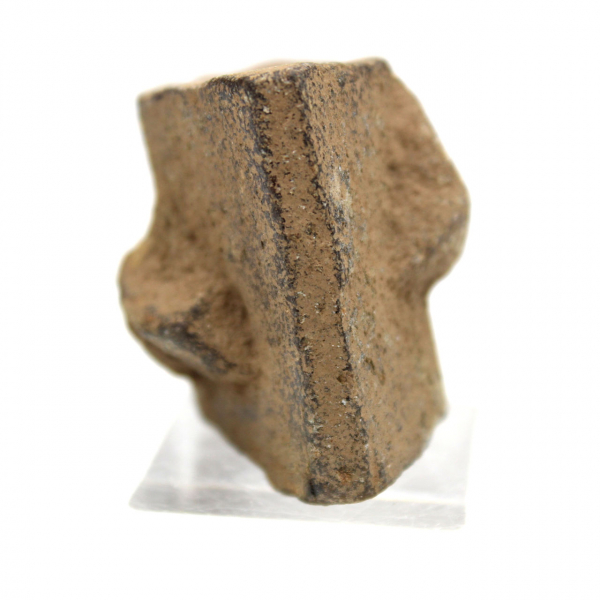 Staurotide de Bretagne 