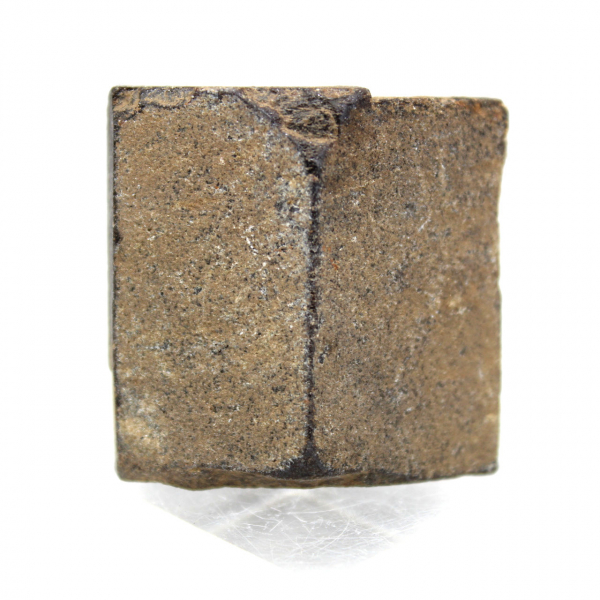 Staurotide croisette de Bretagne 