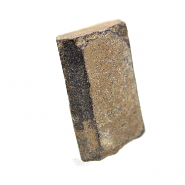 Staurotide croisette de Bretagne 