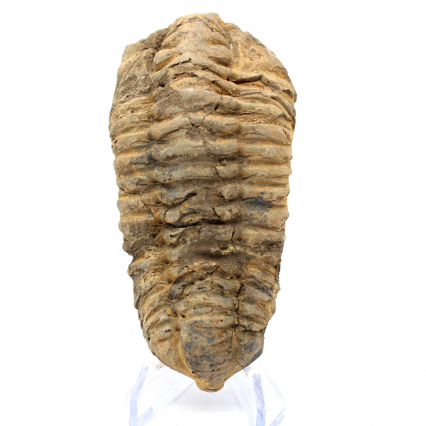 Trilobite