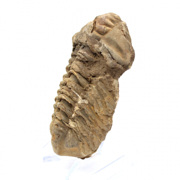 Trilobite brut du Maroc