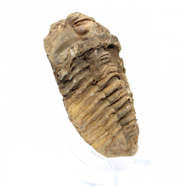 Trilobite brut du Maroc