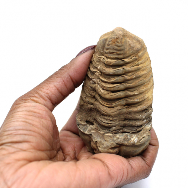 Trilobite brut du Maroc