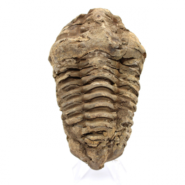 Trilobite fossile brut