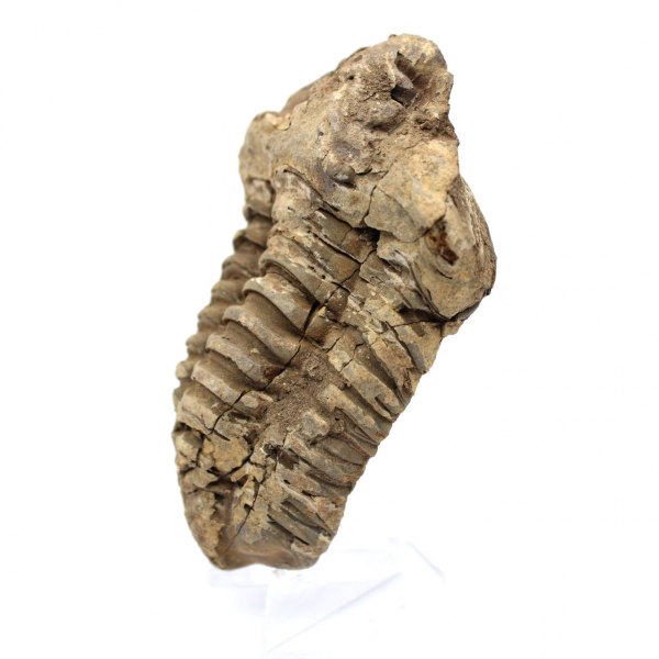 Trilobite fossile brut