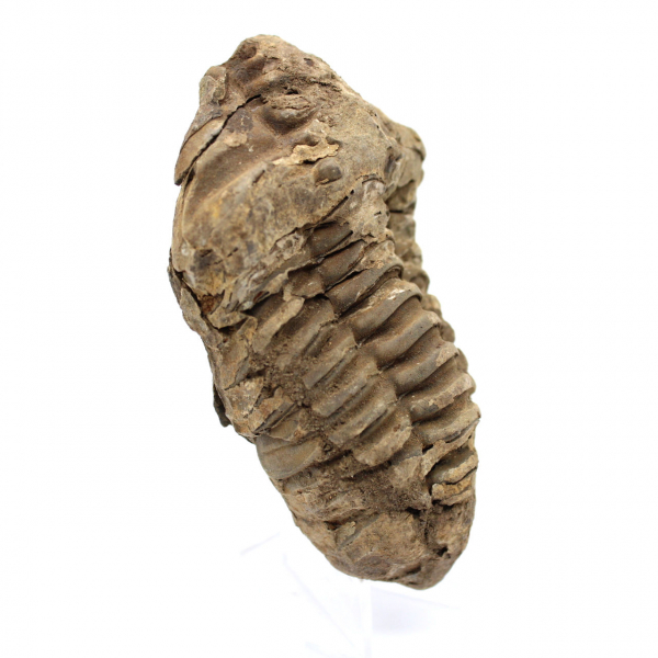 Trilobite fossile brut