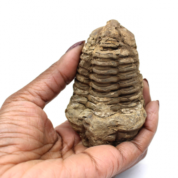 Trilobite fossile brut