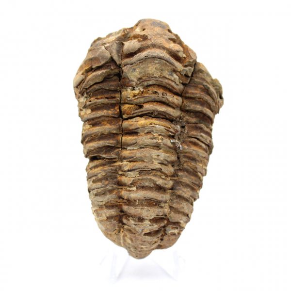 Fossile de trilobite Maroc