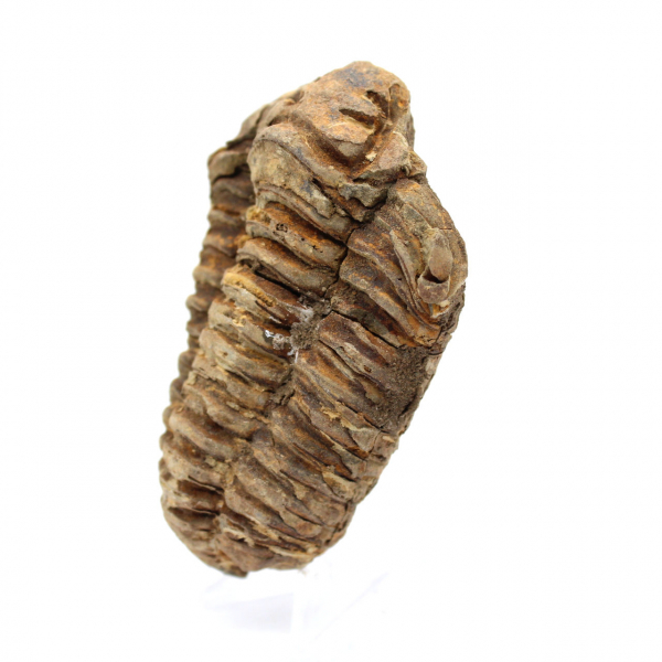 Fossile de trilobite Maroc