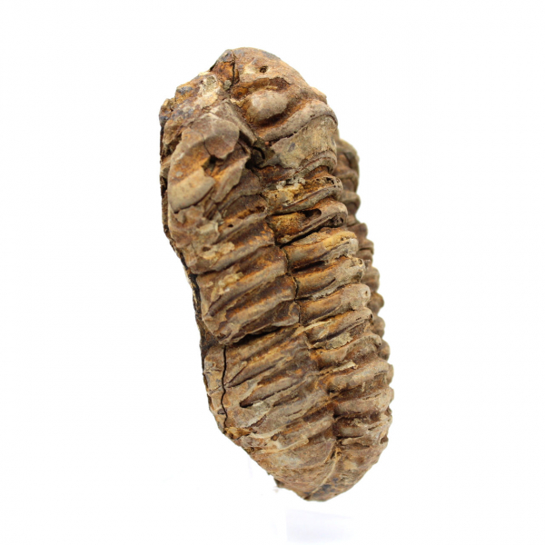 Fossile de trilobite Maroc