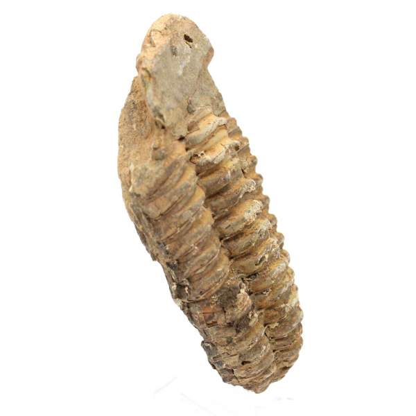 Fossile de trilobite du Maroc