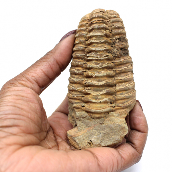 Fossile de trilobite du Maroc