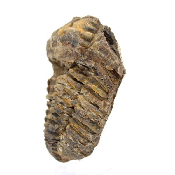 Trilobite fossile du Maroc