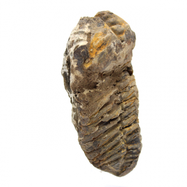 Trilobite fossile du Maroc