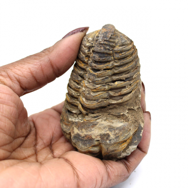 Trilobite fossile du Maroc