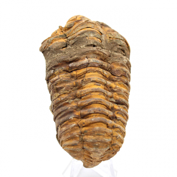 Fossile de trilobite