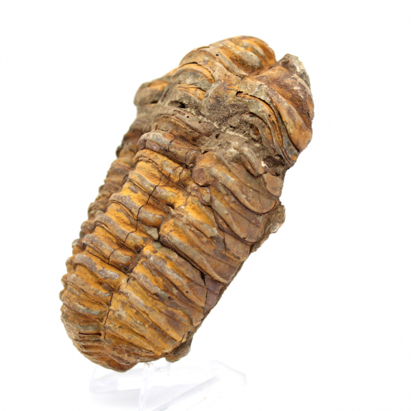 Fossile de trilobite