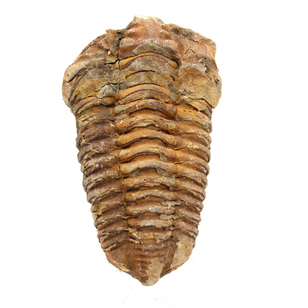 Trilobite fossile