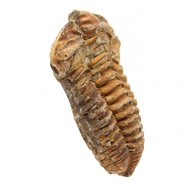 Trilobite fossile