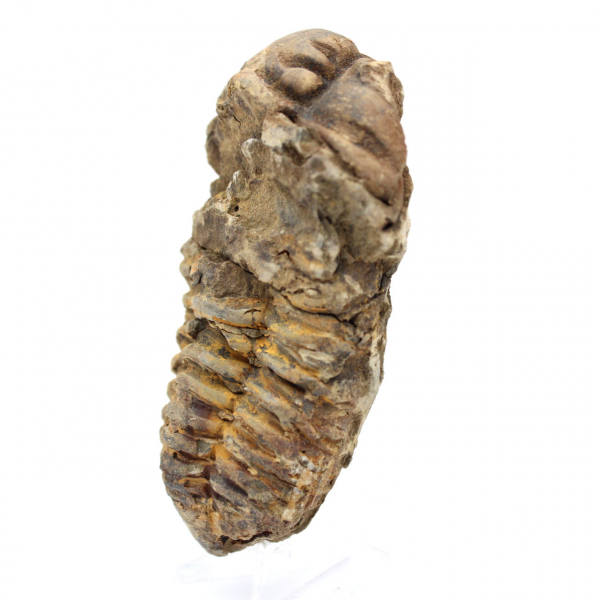 Trilobite du Maroc