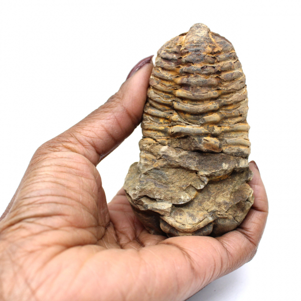 Trilobite du Maroc