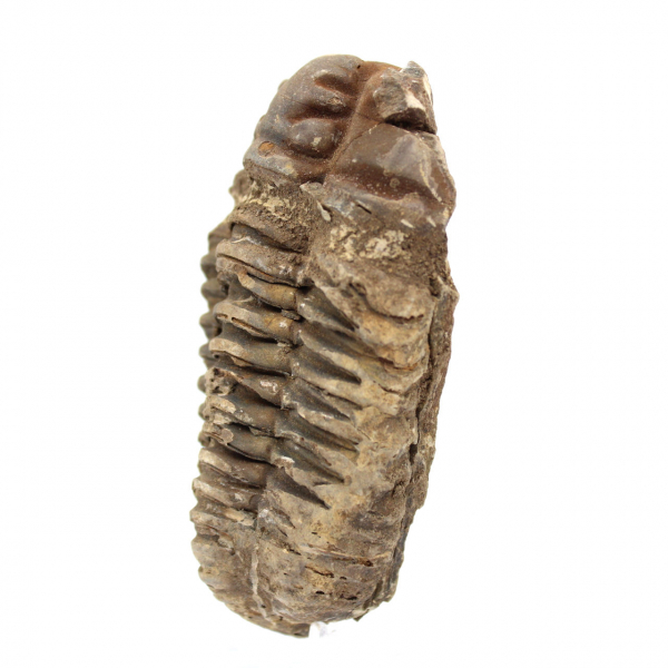 Trilobite brut du Maroc