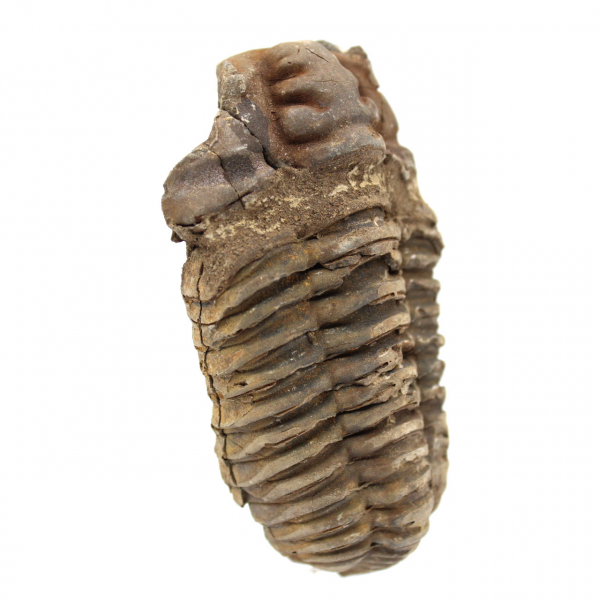 Trilobite brut du Maroc