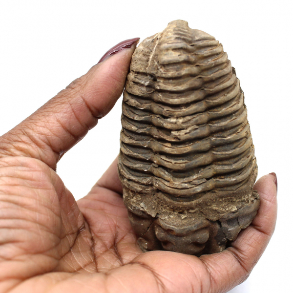 Trilobite brut du Maroc