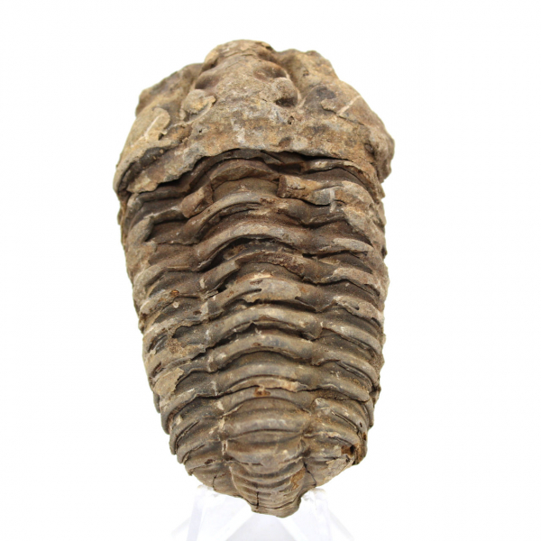 Trilobite fossile brut