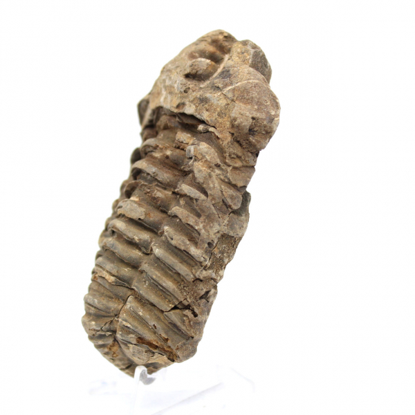 Trilobite fossile brut