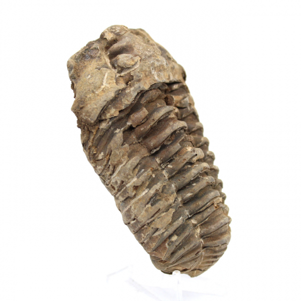 Trilobite fossile brut