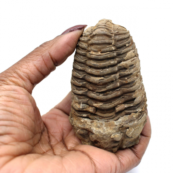 Trilobite fossile brut