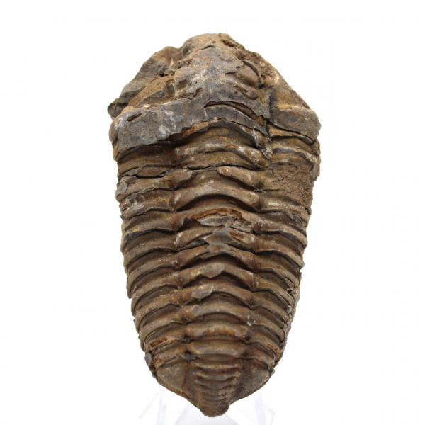 Fossile de trilobite Maroc