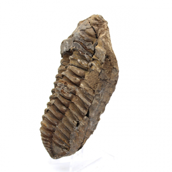 Fossile de trilobite Maroc