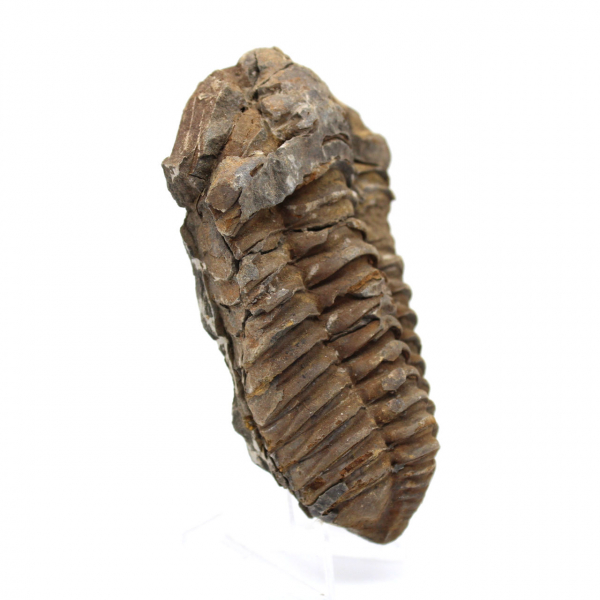 Fossile de trilobite Maroc