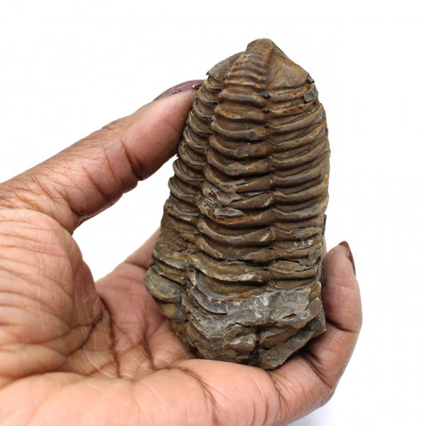 Fossile de trilobite Maroc